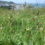Management Plan for Hillsborough Prehistoric Fort, Ilfracombe