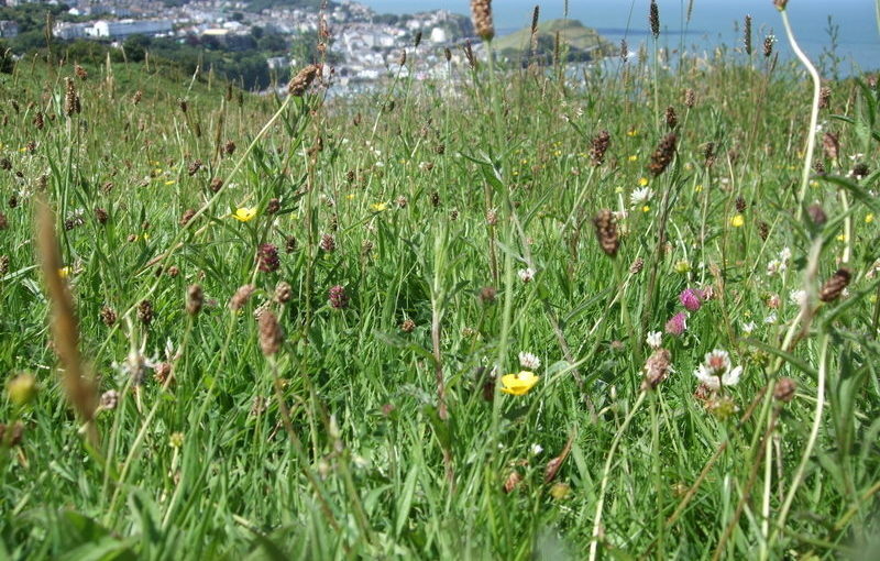 Management Plan for Hillsborough Prehistoric Fort, Ilfracombe</h1><h2 class='entry-subtitle'>With University of Leicester Archaeological Service (2011)</h2>