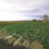 Archaeological Management Plan for Black Down and Burrington Combe,  Mendip Hills AONB