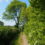 Right Tree Right Place: A Landscape Approach