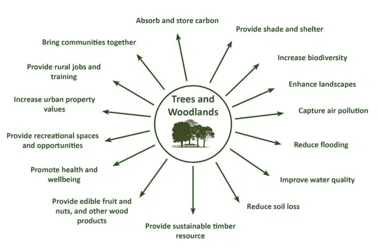 Summary of Trees and Woodland benifits